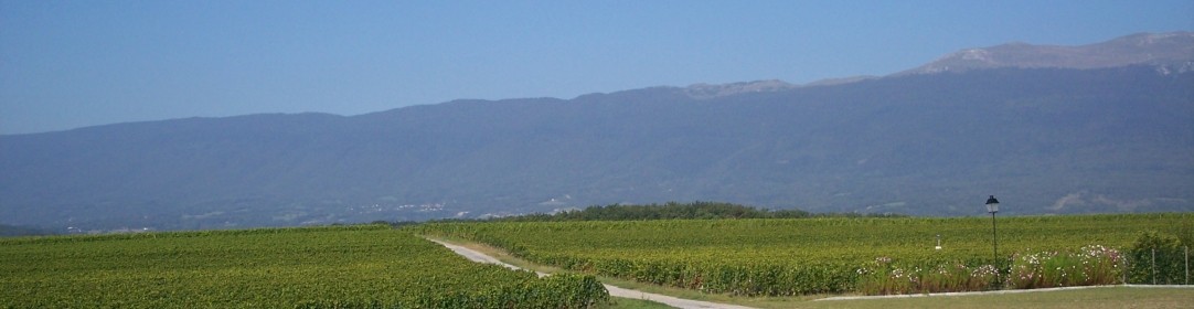 cropped-6.jpg